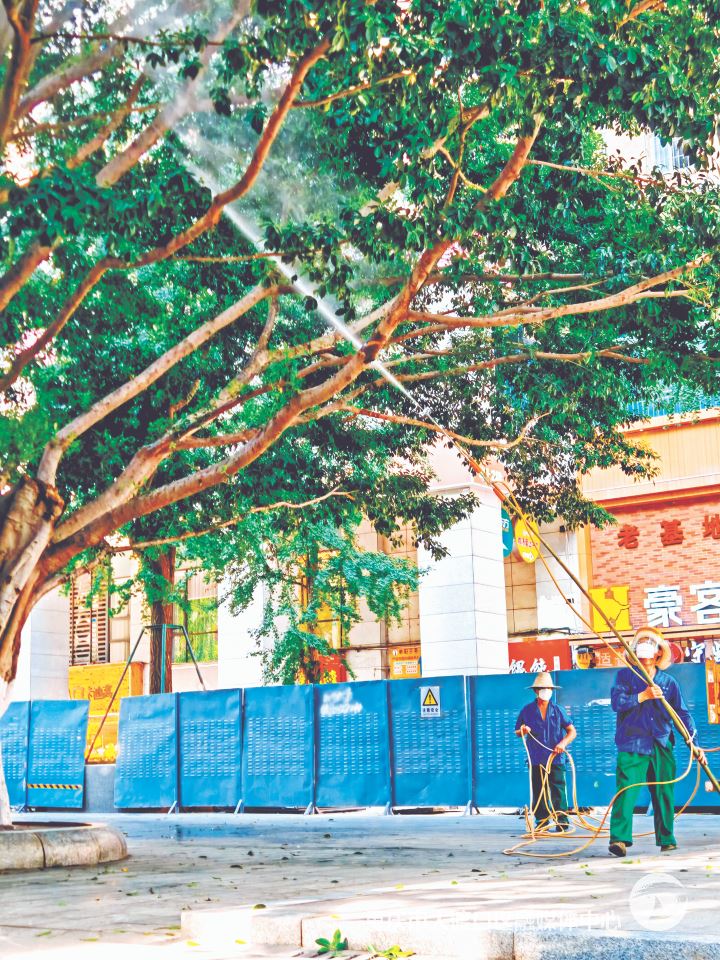 行道树频现褐斑白蚕蛾 大渡口区紧急开展防治行动