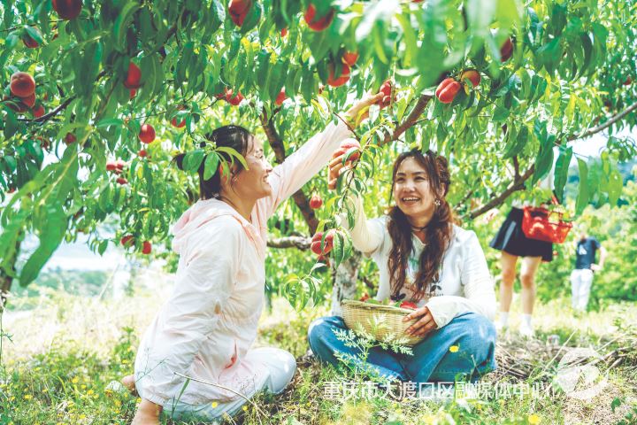 跳磴水果进入采摘季