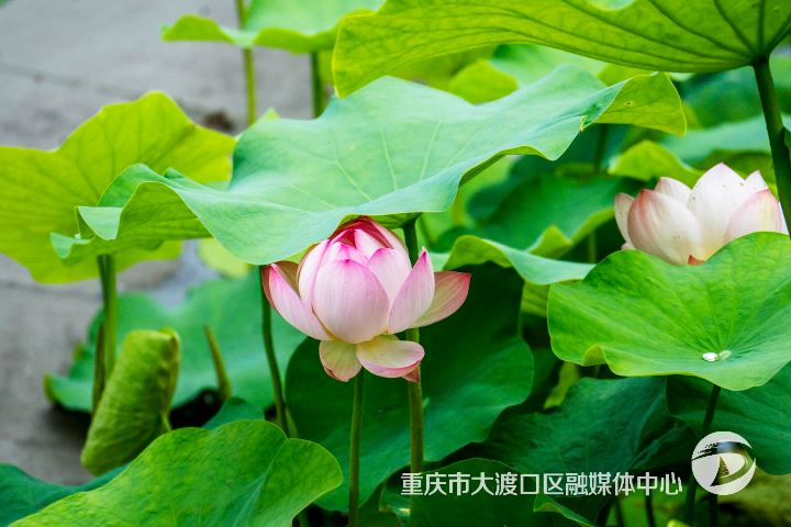 初夏之约 荷韵悠悠