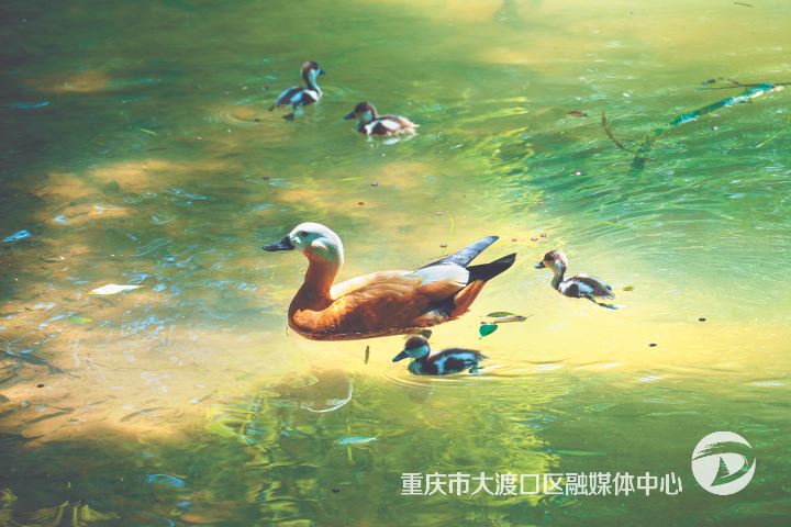大渡口公园又添一群赤麻鸭宝宝
