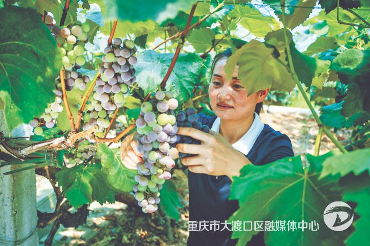 石盘村葡萄熟了 市民体验采摘乐趣