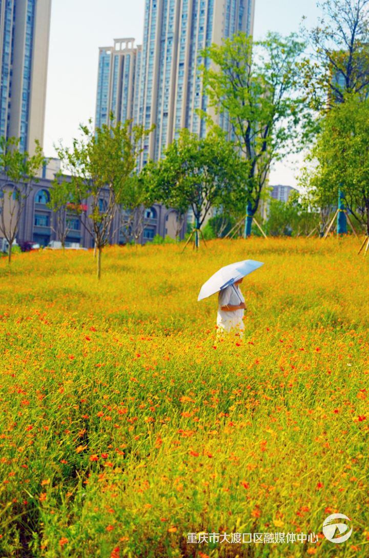 大渡口这片波斯菊花海，超出片儿！