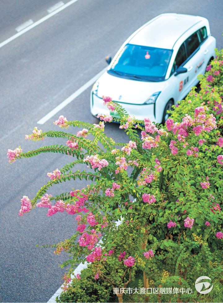 枝头紫薇闹 满城花影娇