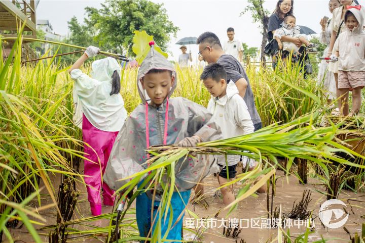 金鳌田园 收“稻”快乐