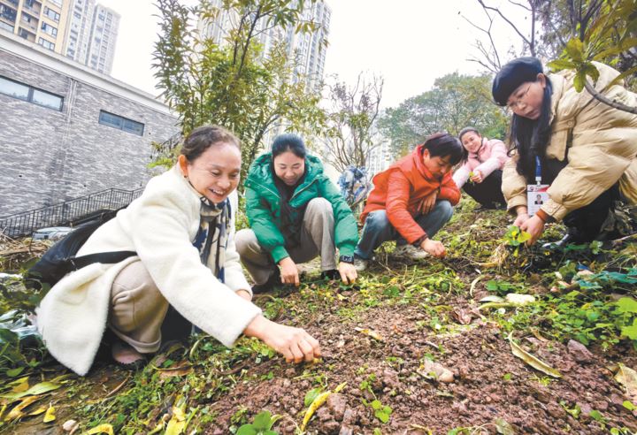 茄子溪街道清理400亩“城中菜地”为啥没人闹?