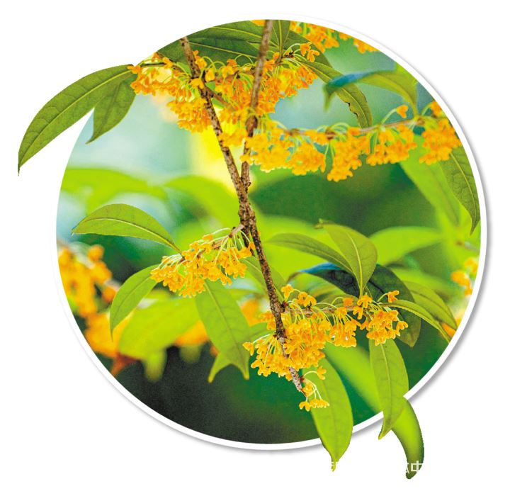 秋日繁花盛放 义渡浪漫畅享